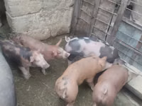 Säue, Schweine — Foto 5