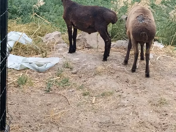 Ram, Sheep