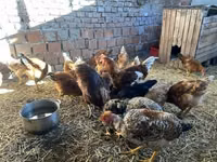 Chickens — foto 3