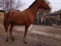 公马, Horses — 照片 1