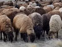 Kambing jantan, Sheep — foto 1