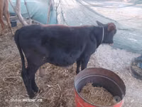 Bull, Cattle — photo 1