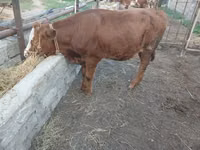 Krava, Simmental cattle — foto 1