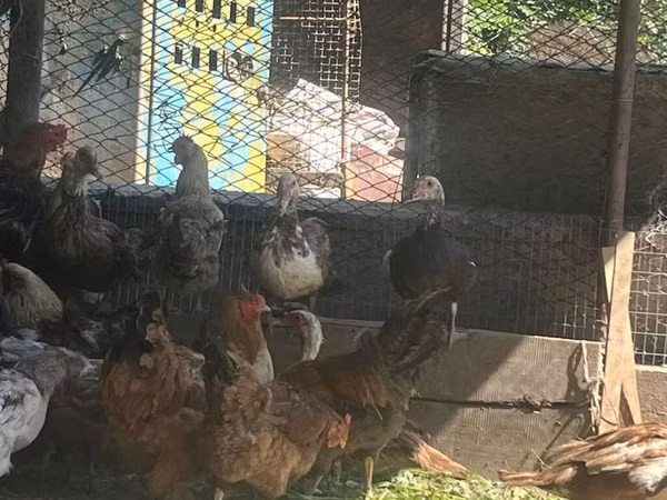 Chickens — Kirgistaan
