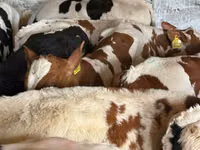 গবাদি পশু (দল, লিঙ্গ উল্লেখ নেই), Simmental cattle — ছবি 5