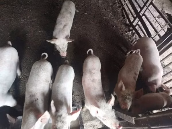 Babi (lot, jantina tidak dinyatakan), Pigs