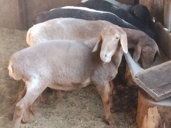 Sheep, Sheep — Kyrgyzstan