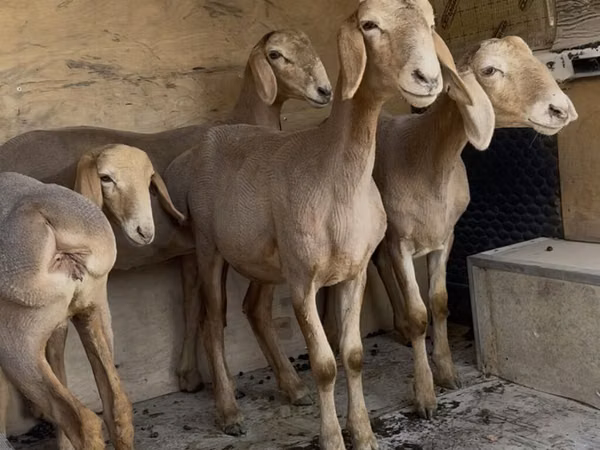 Sheep, Edilbay sheep — Kyrgyzstan