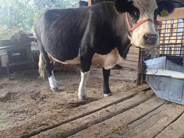 Vache, Russian Black pied cattle — Kazakhstan