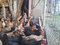 Chickens — 照片 4