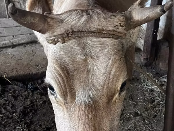 Cow, Cattle — Kyrgyzstan