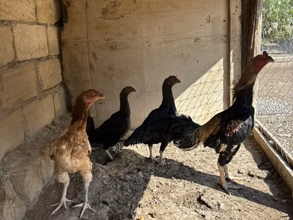 Chickens — Azerbaïdjan
