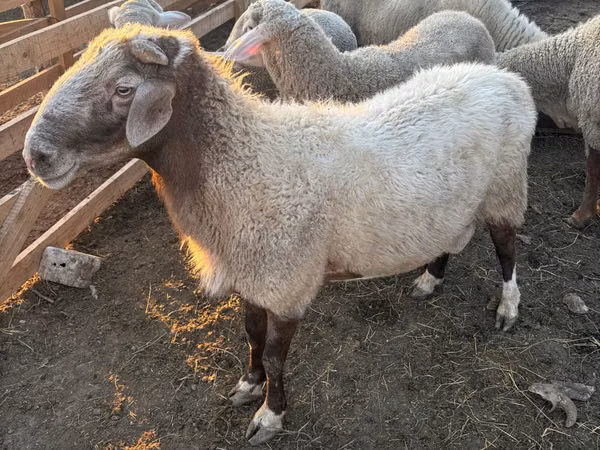 Ram, Sheep — Moldova