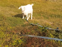 Capra, Capre — foto 7