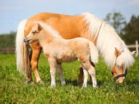 اسب نر, American shetland pony — عکس 2