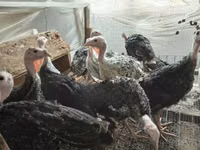 Turkeys — sawirka 2