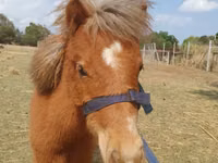 ม้าตัวผู้, Miniature horse — รูปภาพ 3