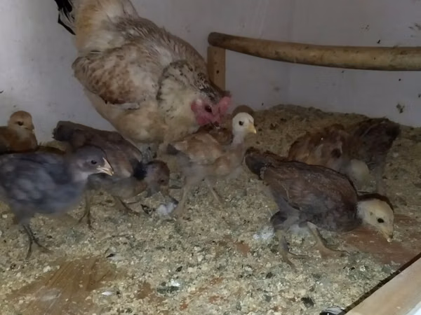 Chickens — Uzbekistan