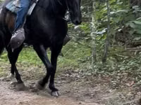 ፈረስ, French Trotter — ፎቶ 2