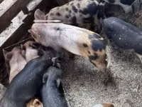Schweine (Partie, Geschlecht nicht angegeben), Schweine — Foto 5