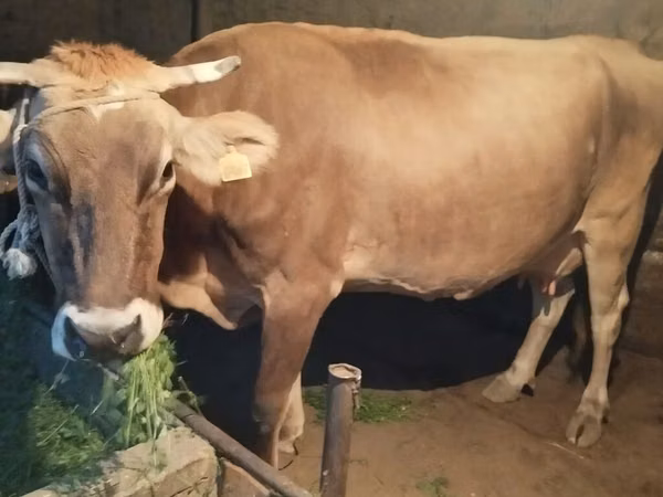 Cow, Swiss cattle — Kyrgyzstan