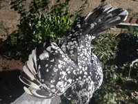 Chickens — photo 7