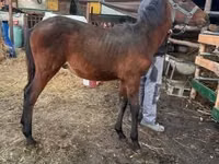 Kuda jantan, Horses — foto 1