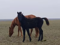 Horse (M), Horses — photo 2