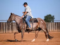 Адуу, Quarter Horse — 3 зураг