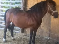 Mare, Horses — photo 1