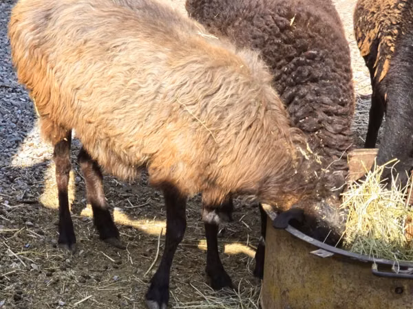 Ido, Sheep — Kasaakhistaan