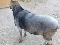 قوچ, Romanov sheep — عکس 1