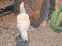 Chickens — foto 3