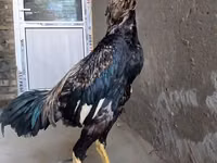 Chickens — عکس 1