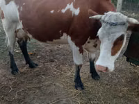 Sapi, Simmental cattle — foto 4