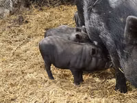 नर सूअर — फ़ोटो 4