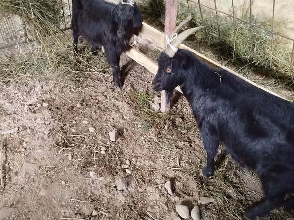 Goat, Goats — Kyrgyzstan