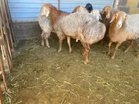 แกะตัวผู้, Rhon sheep — รูปภาพ 1