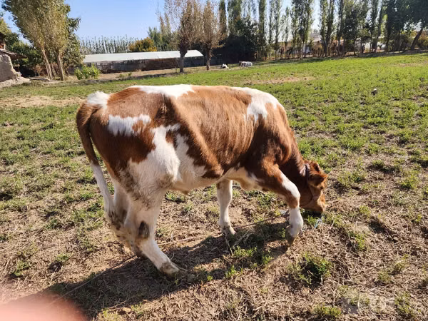 Бик, Simmental cattle