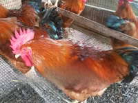 Chickens — foto 5