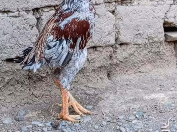 Chickens — Aserbaidschan