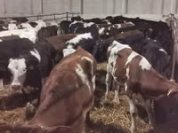 Bou, Russian Black pied cattle — foto 3