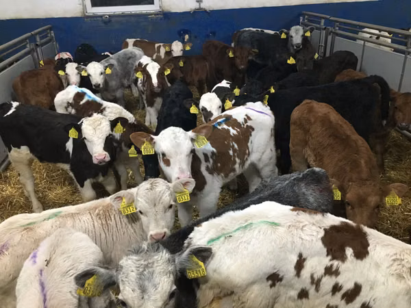 İribuynuzlu mal-qara (partiya, cinsi göstərilməyib), Simmental cattle
