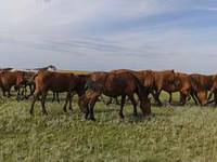Konji (partija, pol nije naveden), New Altai Horse — fotografija 3