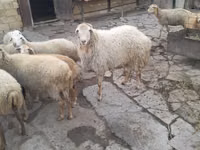 绵羊（批次，未指定性别）, Sheep — 照片 4