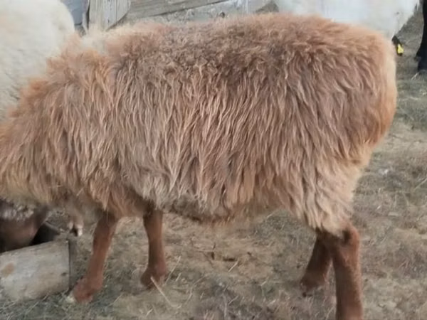 Ram, Sheep — Kazakhstan