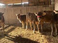 गाय, Swiss cattle — फ़ोटो 3