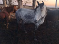 Faras dhaddig, Horses — sawirka 5