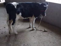 Lo’, Russian Black pied cattle — sawirka 2