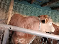 Toro, Swiss cattle — foto 2
